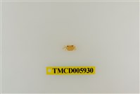 藏品(拉氏清溪蟹)的圖片